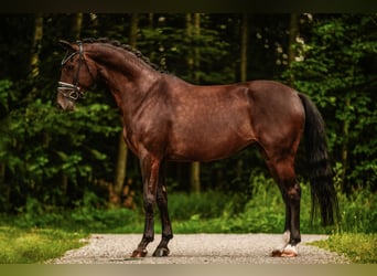 Deutsches Sportpferd, Stute, 6 Jahre, 170 cm, Schwarzbrauner