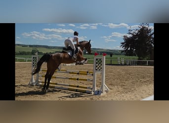 Deutsches Sportpferd, Stute, 6 Jahre, 170 cm