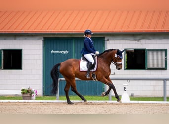 Deutsches Sportpferd, Stute, 6 Jahre, 171 cm, Brauner