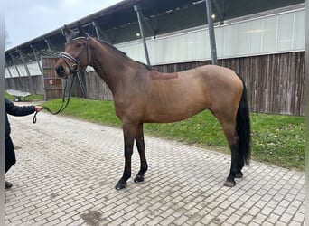 Deutsches Sportpferd, Stute, 6 Jahre, 171 cm, Brauner