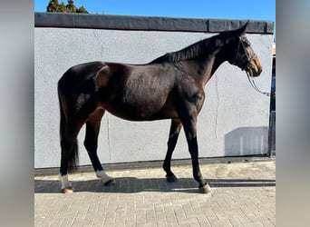 Deutsches Sportpferd, Stute, 6 Jahre, 171 cm, Dunkelbrauner