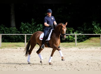 Deutsches Sportpferd, Stute, 6 Jahre, 171 cm, Fuchs