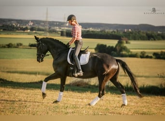 Deutsches Sportpferd, Stute, 6 Jahre, 171 cm, Rappe