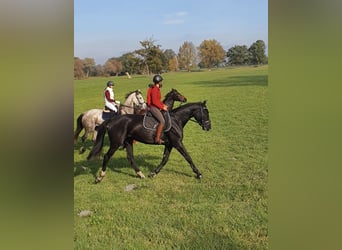 Deutsches Sportpferd, Stute, 6 Jahre, 171 cm, Rappe
