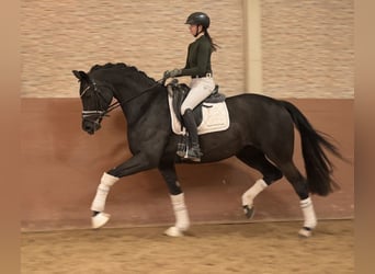 Deutsches Sportpferd, Stute, 6 Jahre, 171 cm, Rappe