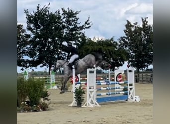 Deutsches Sportpferd, Stute, 6 Jahre, 171 cm, Schimmel