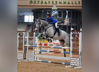 Deutsches Sportpferd, Stute, 6 Jahre, 172 cm, Apfelschimmel