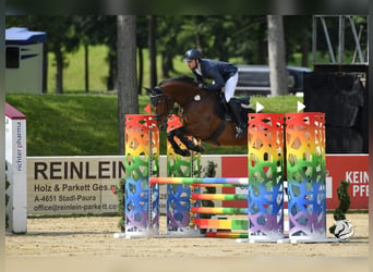 Deutsches Sportpferd, Stute, 6 Jahre, 172 cm, Brauner