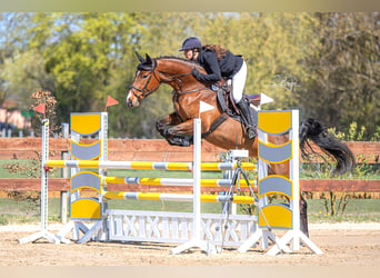 Deutsches Sportpferd, Stute, 6 Jahre, 172 cm, Brauner