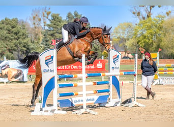 Deutsches Sportpferd, Stute, 6 Jahre, 172 cm, Brauner