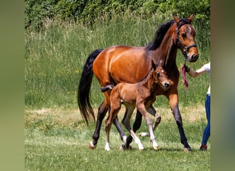 Deutsches Sportpferd, Stute, 6 Jahre, 172 cm, Brauner
