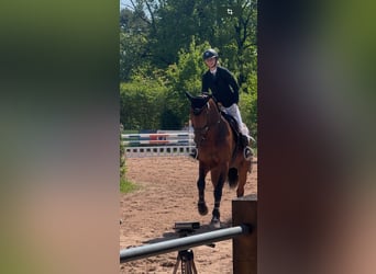 Deutsches Sportpferd, Stute, 6 Jahre, 172 cm, Brauner
