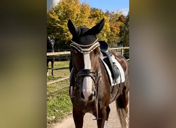 Deutsches Sportpferd, Stute, 6 Jahre, 172 cm, Dunkelfuchs