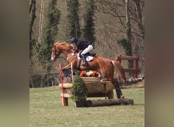 Deutsches Sportpferd, Stute, 6 Jahre, 172 cm, Fuchs