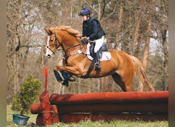 Deutsches Sportpferd, Stute, 6 Jahre, 172 cm, Fuchs