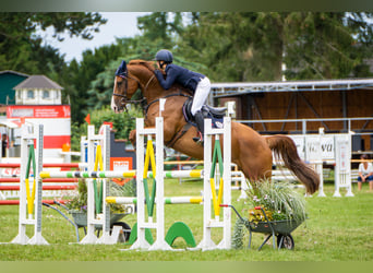 Deutsches Sportpferd, Stute, 6 Jahre, 172 cm, Fuchs
