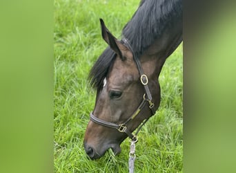 Deutsches Sportpferd, Stute, 6 Jahre, 172 cm, Schwarzbrauner