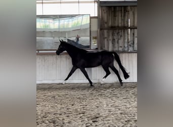 Deutsches Sportpferd, Stute, 6 Jahre, 172 cm, Schwarzbrauner