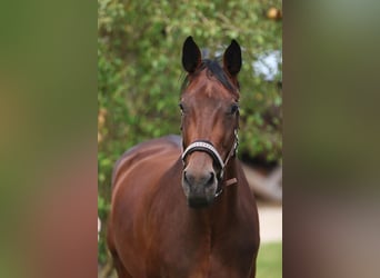 Deutsches Sportpferd, Stute, 6 Jahre, 173 cm, Dunkelbrauner