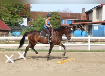 Deutsches Sportpferd, Stute, 6 Jahre, 173 cm, Dunkelbrauner