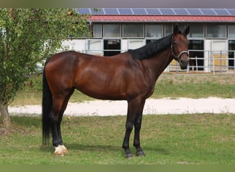 Deutsches Sportpferd, Stute, 6 Jahre, 173 cm, Dunkelbrauner