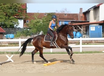 Deutsches Sportpferd, Stute, 6 Jahre, 173 cm, Dunkelbrauner