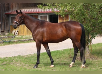Deutsches Sportpferd, Stute, 6 Jahre, 173 cm, Dunkelbrauner