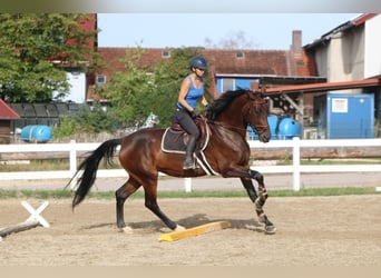 Deutsches Sportpferd, Stute, 6 Jahre, 173 cm, Dunkelbrauner