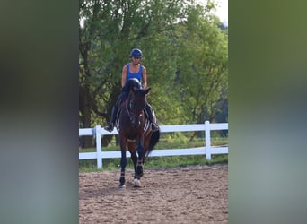 Deutsches Sportpferd, Stute, 6 Jahre, 173 cm, Dunkelbrauner