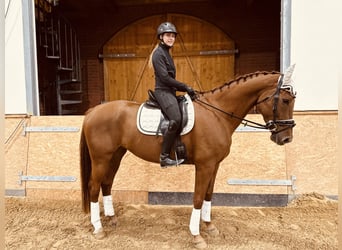 Deutsches Sportpferd, Stute, 6 Jahre, 173 cm, Fuchs