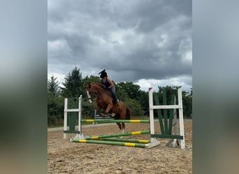 Deutsches Sportpferd, Stute, 6 Jahre, 173 cm, Fuchs