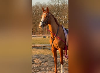 Deutsches Sportpferd, Stute, 6 Jahre, 174 cm, Fuchs