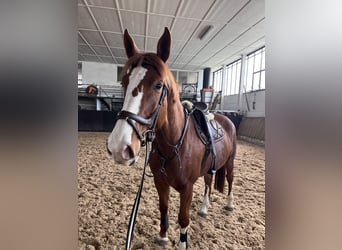 Deutsches Sportpferd, Stute, 6 Jahre, 174 cm