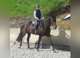 Deutsches Sportpferd, Stute, 6 Jahre, 175 cm, Brauner