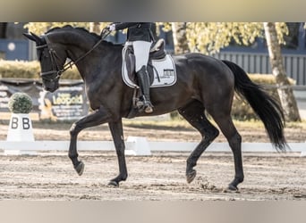 Deutsches Sportpferd, Stute, 6 Jahre, 175 cm