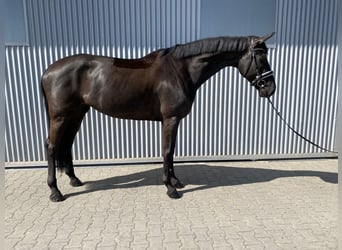 Deutsches Sportpferd, Stute, 6 Jahre, 175 cm