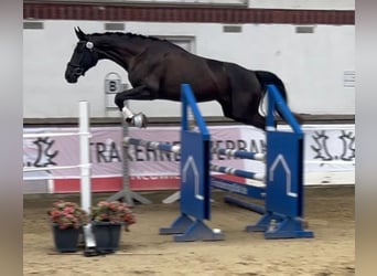 Deutsches Sportpferd, Stute, 6 Jahre, 175 cm, Rappe