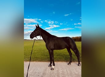 Deutsches Sportpferd, Stute, 6 Jahre, 175 cm, Rappe
