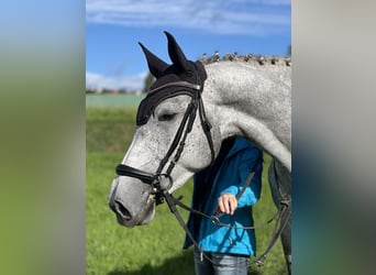 Deutsches Sportpferd, Stute, 6 Jahre, 175 cm, Schimmel