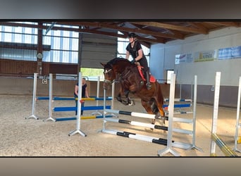 Deutsches Sportpferd, Stute, 6 Jahre, 177 cm, Brauner