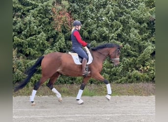 Deutsches Sportpferd, Stute, 6 Jahre, 177 cm, Brauner