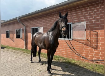 Deutsches Sportpferd, Stute, 6 Jahre, 178 cm, Brauner