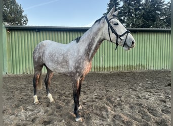 Deutsches Sportpferd, Stute, 6 Jahre, 178 cm, Schimmel