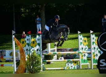 Deutsches Sportpferd, Stute, 6 Jahre, Apfelschimmel