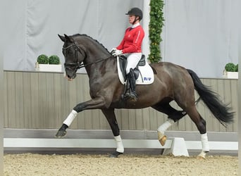 Deutsches Sportpferd, Stute, 6 Jahre, Rappe