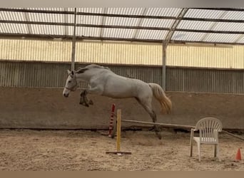 Deutsches Sportpferd, Stute, 7 Jahre, 162 cm, Blauschimmel