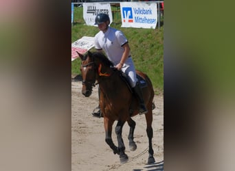 Deutsches Sportpferd, Stute, 7 Jahre, 163 cm, Brauner