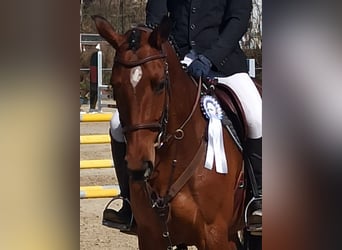 Deutsches Sportpferd, Stute, 7 Jahre, 163 cm, Brauner