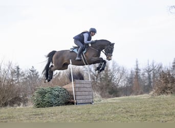 Deutsches Sportpferd, Stute, 7 Jahre, 163 cm, Dunkelbrauner