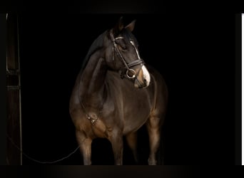 Deutsches Sportpferd, Stute, 7 Jahre, 163 cm, Dunkelbrauner